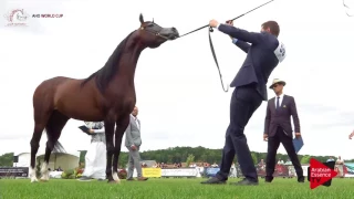 N.59 EMERALD J - Chantilly 2017 World Cup - 7 Years Old and Older Stallions (Class 10)