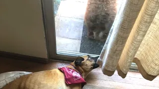 Dog Wakes Up to a Creepy Bear