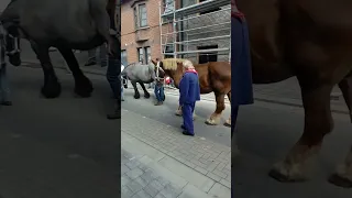 35ste maria ommegan in kalfort met paarden van trekpaarden bedrijf hendrikx uit heist op den berg .