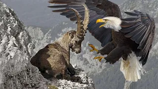 EAGLE vs MOUNTAIN GOAT !!! Let's see if the mountain goat can escape death