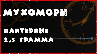 Мухоморы пантерные 2.5 г. Трип репорт от подписчицы.