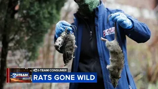 Rats gone wild: Chicago rodents damage cars, build nests under hoods