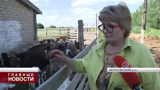 Крафтовый сыр из молока альпийских коз делают в Орловской области