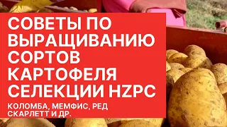 Технология возделывания сортов картофеля селекции HZPC