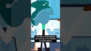 The World's Loneliest Whale, 52 Hertz - @theinfographicsshow #Shorts