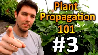 Plant Propagation 101 #3 | Can I Root Cuttings from a Sick or Dying Plant