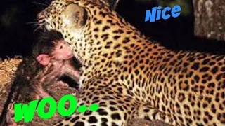 Incredible leopard and monkey baby baboon interaction of indian तेंदुआ लंगूर