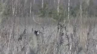 тетерев на току весна 2015 / black grouse on current spring 2015