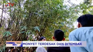 Detik-detik Monyet Liar Menyerang Anak 4 Tahun di Cirebon #BuletiniNewsPagi 20/07