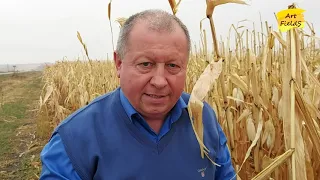 Сергієнко Олексій. Що зпричинило падіння врожайності кукурудзи у 2020 році.