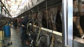 Процедуры доения коров в доильном зале. Америка