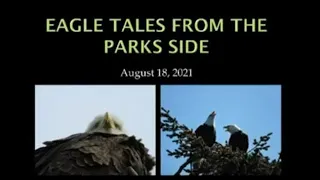 "Eagle Tales from the Parks Side" by Pat Holmes