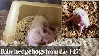 Hedgehog babies from day 1 to 15. First SELF-ANOINTING of one hoglet caught!