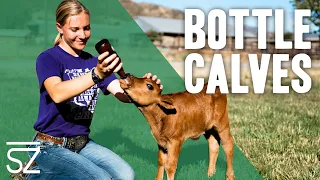 How to Care for a Bottle Calf