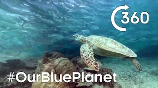 Turtle-y Awesome 360° 🐢  #OurBluePlanet | Earth Unplugged