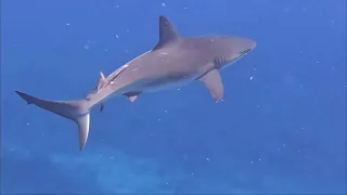 Shark montage from a week long diving trip off Ambergris Caye, Belize.