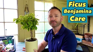 Ficus Benjamina Care Guide ~ Bushy King ~ Weeping Fig