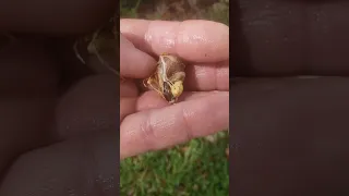 Breadfruit seed