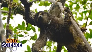 Tracking the world's smallest sloth | Wild Science