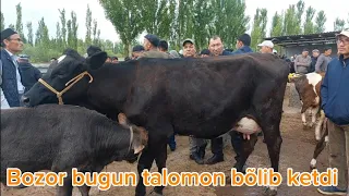 Beshariq mol bozori sigirlar va ģunajinlar narhlari bilan tanishing 14.04.2024yil