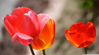 У Каждого В Душе Своя Весна. Послушайте! Вдохновляющая музыка