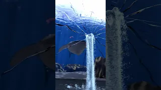 Whale shark breaks glass at aquarium #aquarium #whaleshark #fish