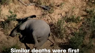 Mystery Death Of Elephants in Botswana