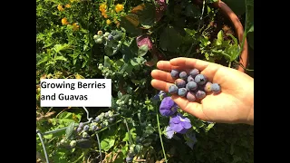 Growing Berries and Guavas