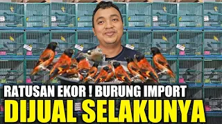 KEBANJIRAN RATUSAN BURUNG IMPORT ! SEMUA DIJUAL MURAH DIBAWAH HARGA PASARAN