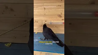 Crows Are Smarter Than 7year olds