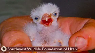 Feeding Baby Falcons