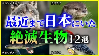 【ゆっくり解説】最近まで日本にいた⁉「絶滅動物」12選を解説/私達の身近な絶滅生物たち