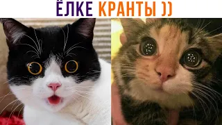 ЁЛКЕ КРАНТЫ ))) Приколы с котами | Мемозг 1176