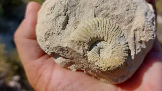 FÓSILES del Jurasico de MURCIA