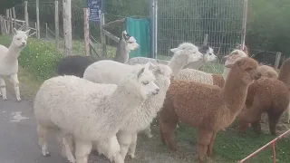 The Running of The Alpacas