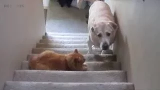 DOGS AFRAID OF CATS (HD) [Funny Pets]