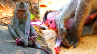 Incredible animals! Cute Balu Baby Hungry And Crying Sound Need Milk From Mom