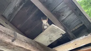 子リスのケンカ勃発