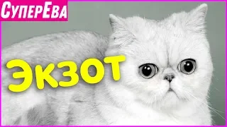 Порода кошек "Экзот". Какие они? Чем питаются? С кем дружат?