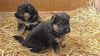 ЩЕНКИ НЕМЕЦКОЙ ОВЧАРКИ 1 мес. Puppies German Shepherd. Одесса.