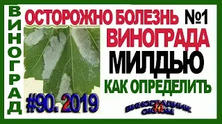 🍇🛑 ОСТОРОЖНО МИЛДЬЮ! Болезнь №1 винограда! Фото милдью. Как определить. Как лечить милдью.