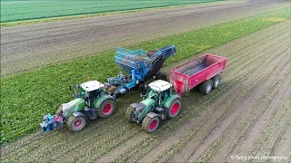 Suikerbieten rooien / Sugar Beet harvest / Zückerruben roden / Edenhall  754 / Fendt / Bietenoogst