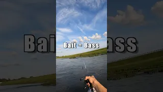 Golden Rule for Fall Fishing: Bait = Bass 🎣