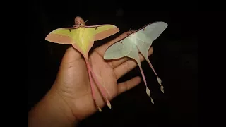 Chinese moon moth (Actias dubernardi) Moon Moth Breeding