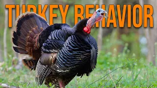 More Turkey Hunters Should Know This