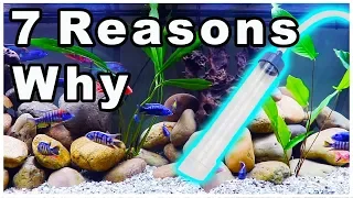 7 Reasons to Gravel Vac Your Aquarium! It Impacts MORE Than You Think!