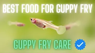 Guppy Fry Care - 5 Best Food for Guppy Fry