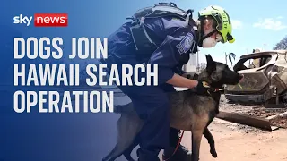 Hawaii Wildfires: Dogs carry out search operation