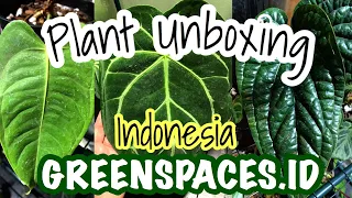 Plant Unboxing | GREENSPACES.ID | Indonesia