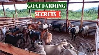 How To SUCCEED In GOAT FARMING! 2021( DEATILED)